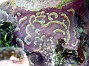 94- Curiosite sous-marine - Kouare